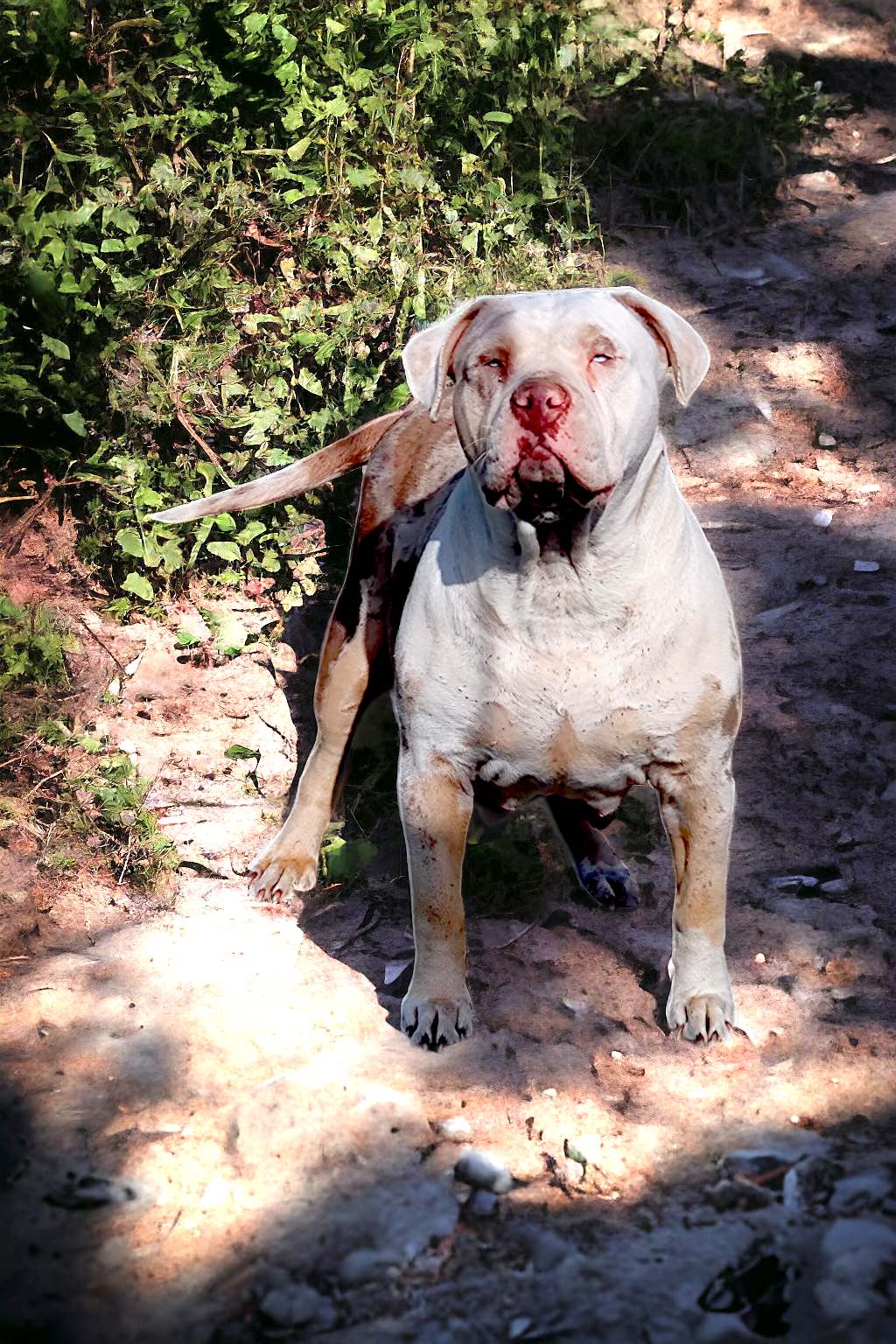 Dog Featured Image