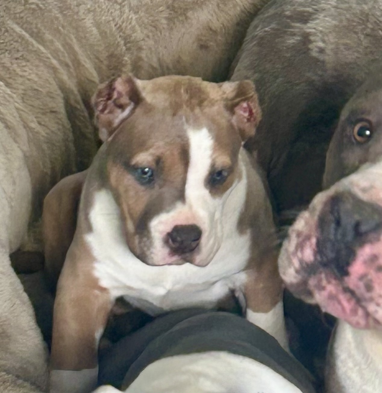 Dog Featured Image