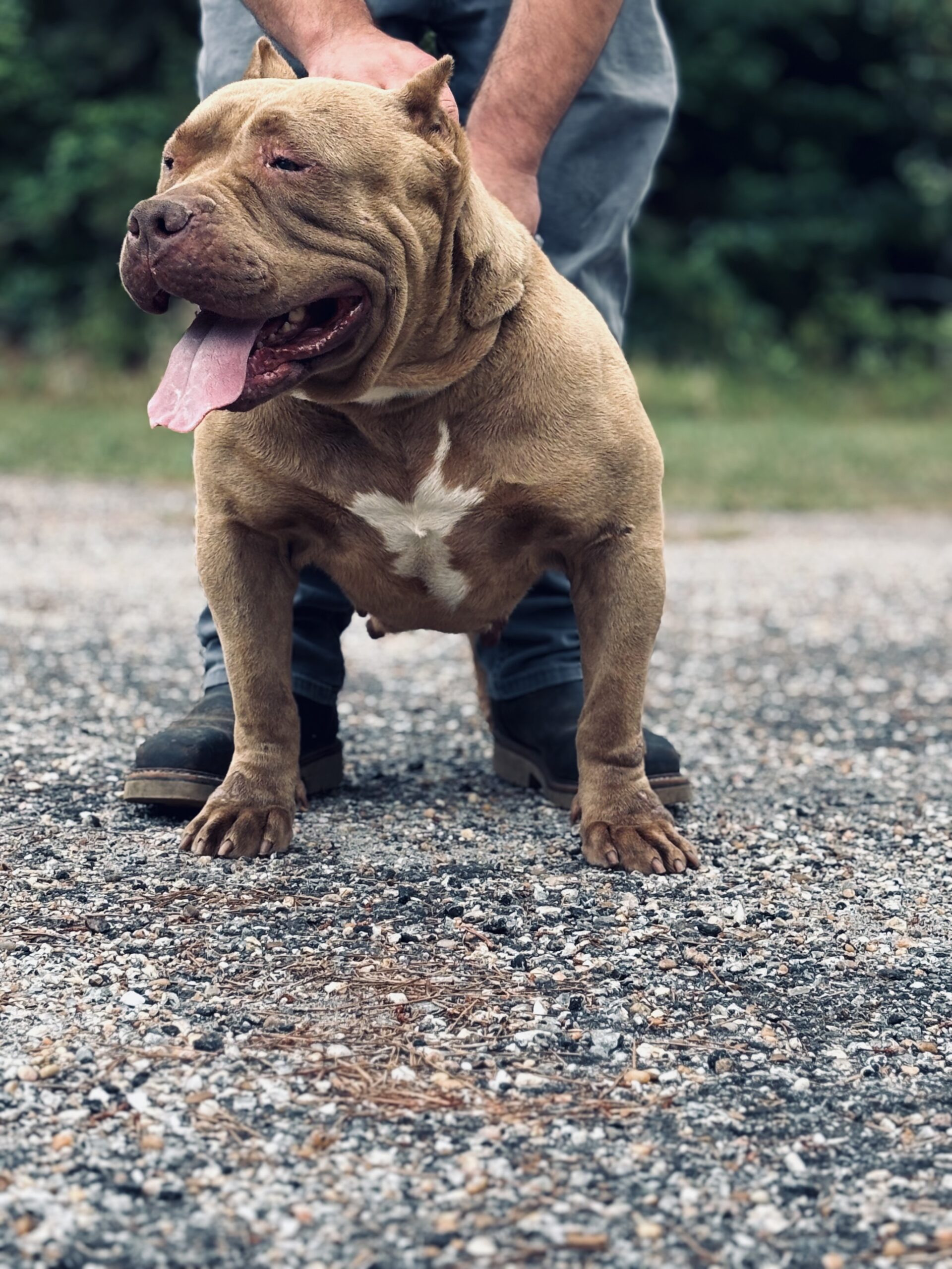 Dog Featured Image