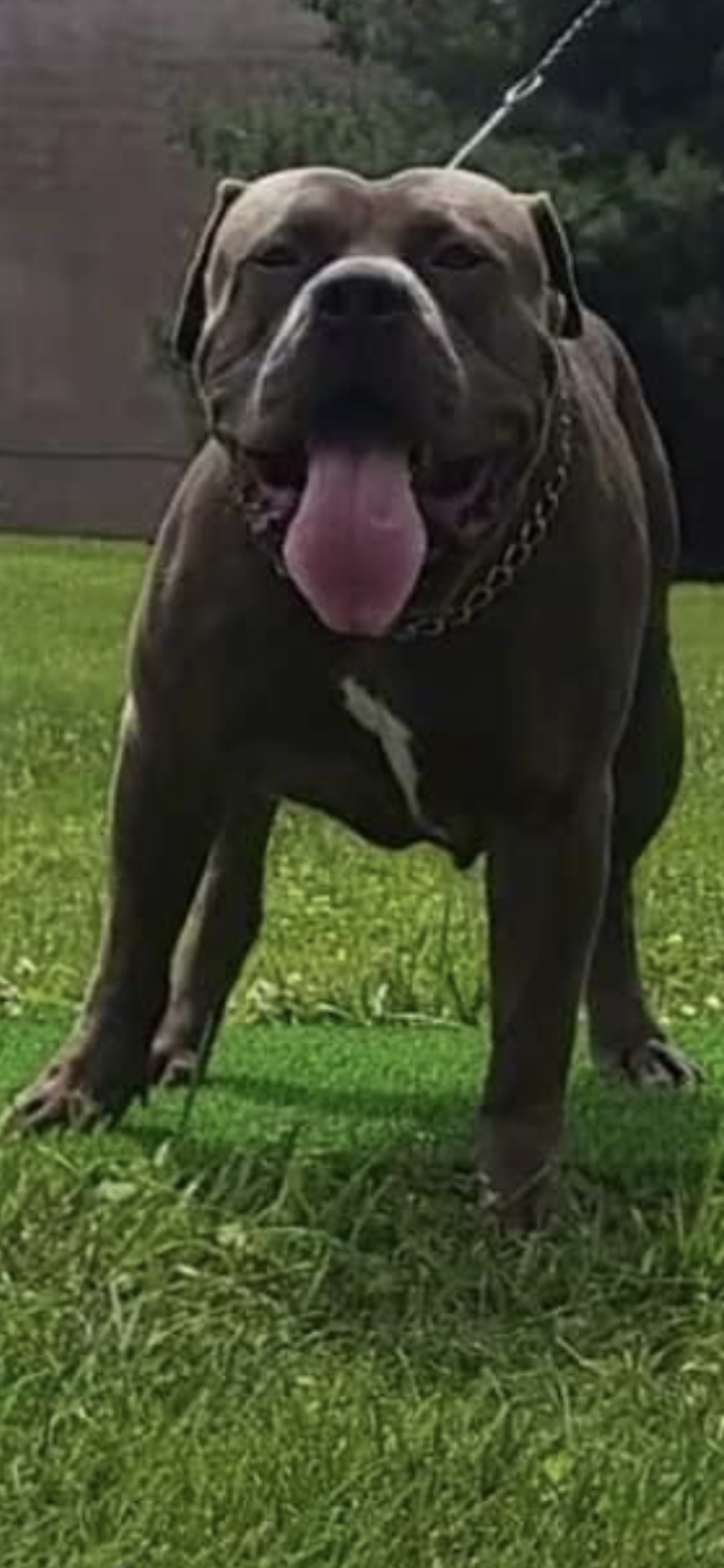 Dog Featured Image