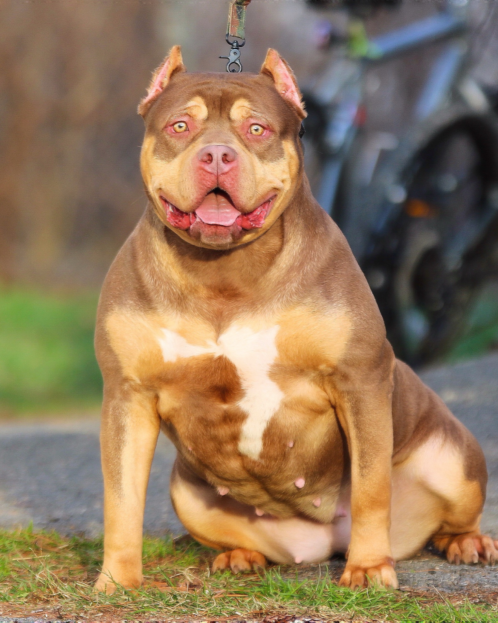 Dog Featured Image