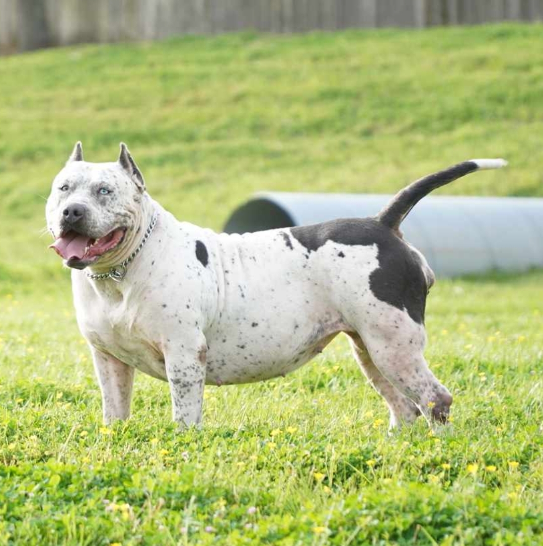 Dog Featured Image