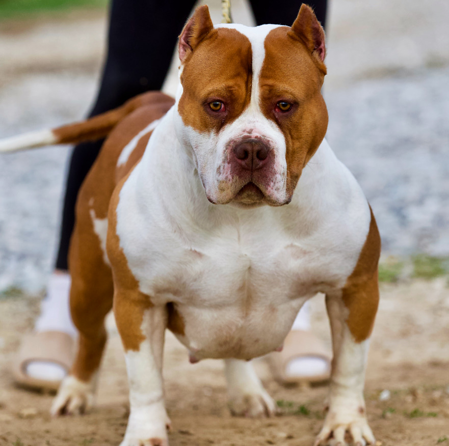 Dog Featured Image