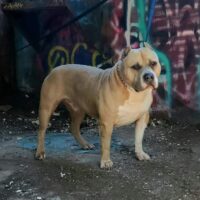 Dog Featured Image