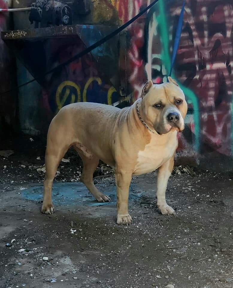 Dog Featured Image