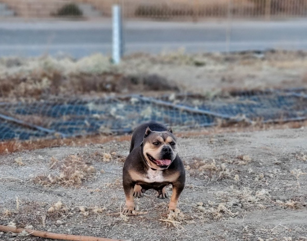 Dog Featured Image