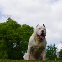Dog Featured Image