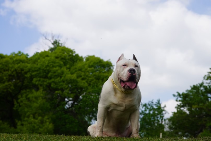 Dog Featured Image