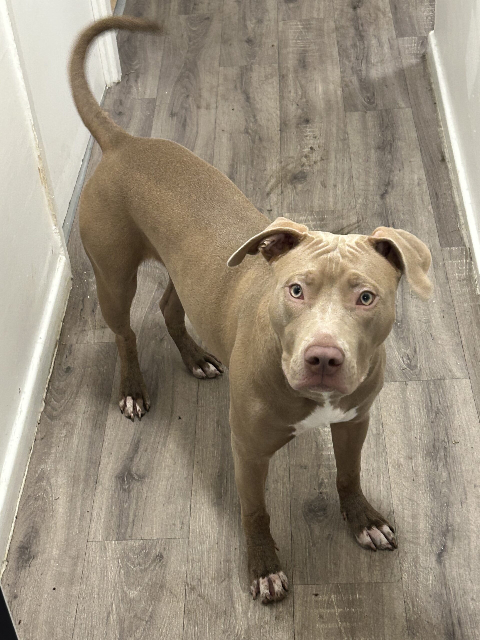 Dog Featured Image