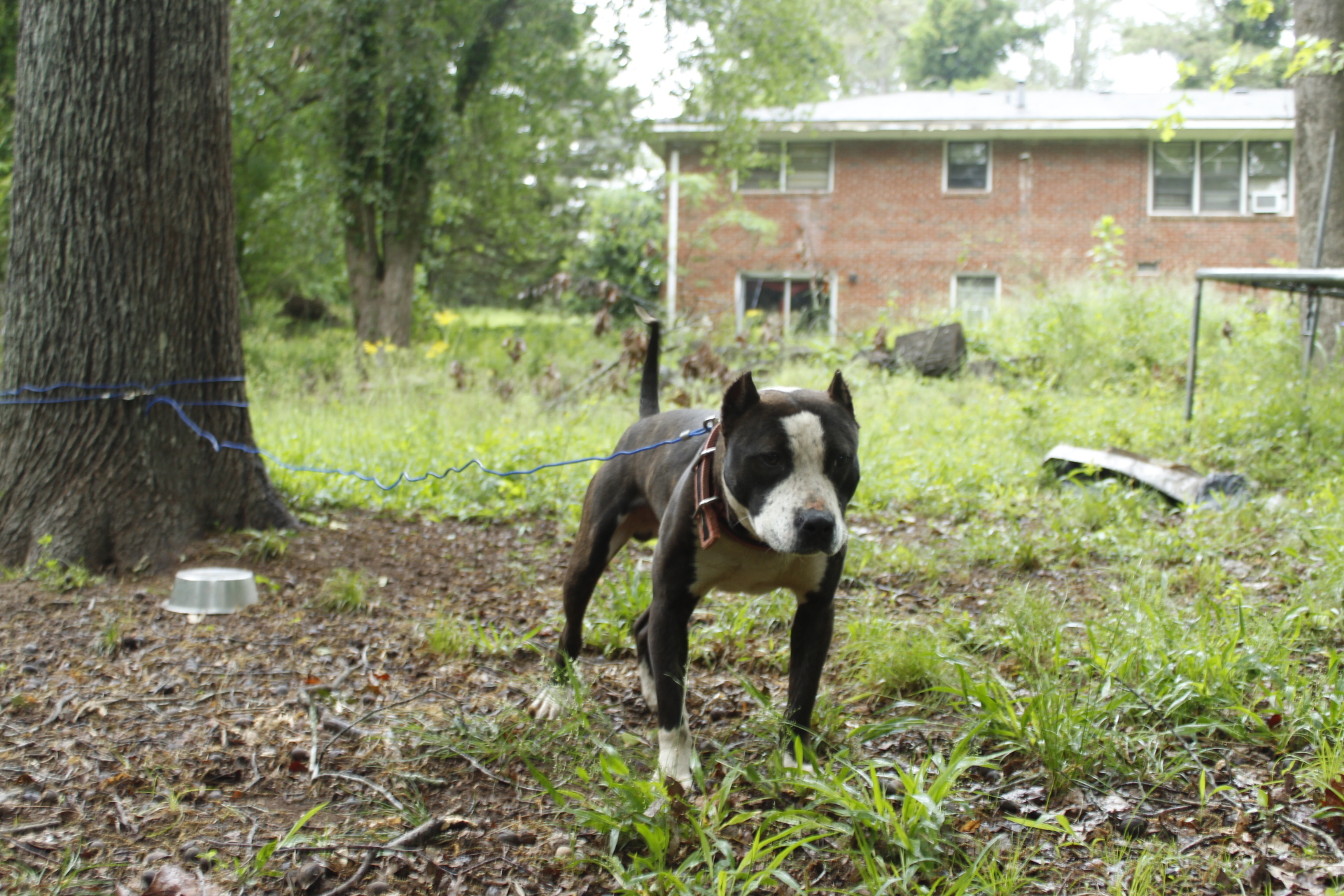 Dog Featured Image