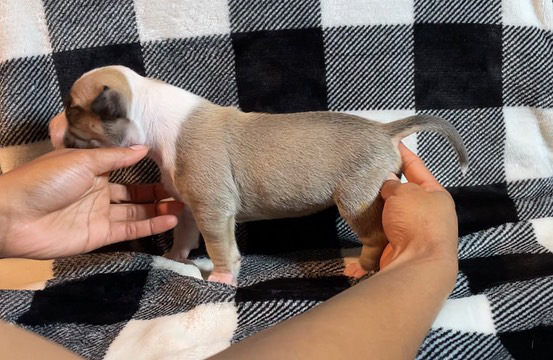 Dog Featured Image