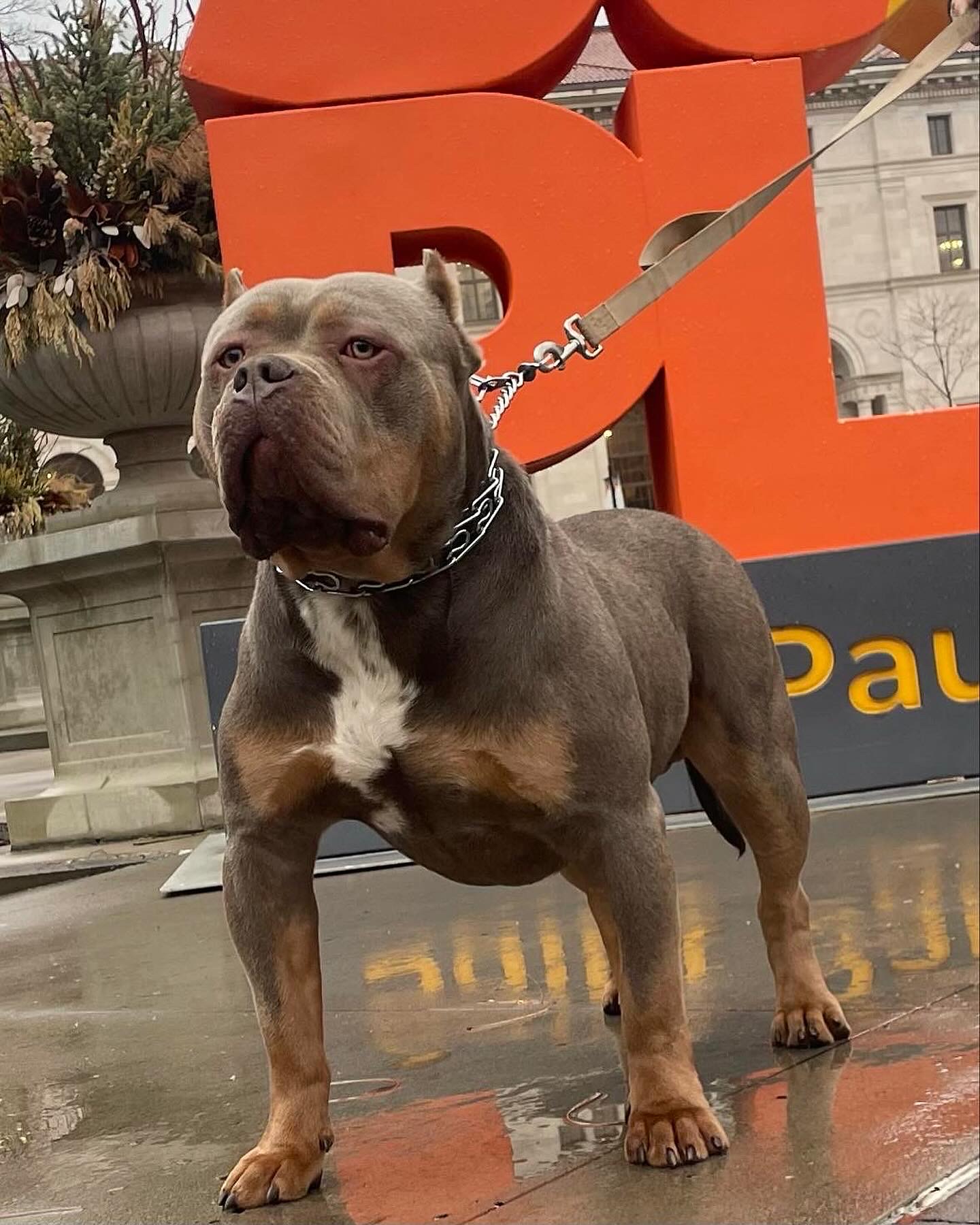 Dog Featured Image