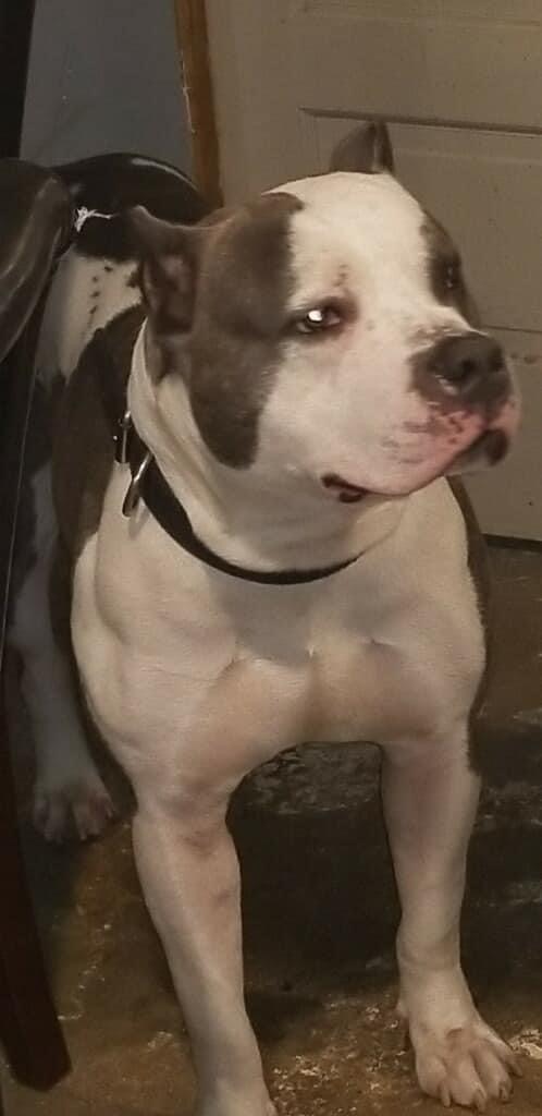 Dog Featured Image