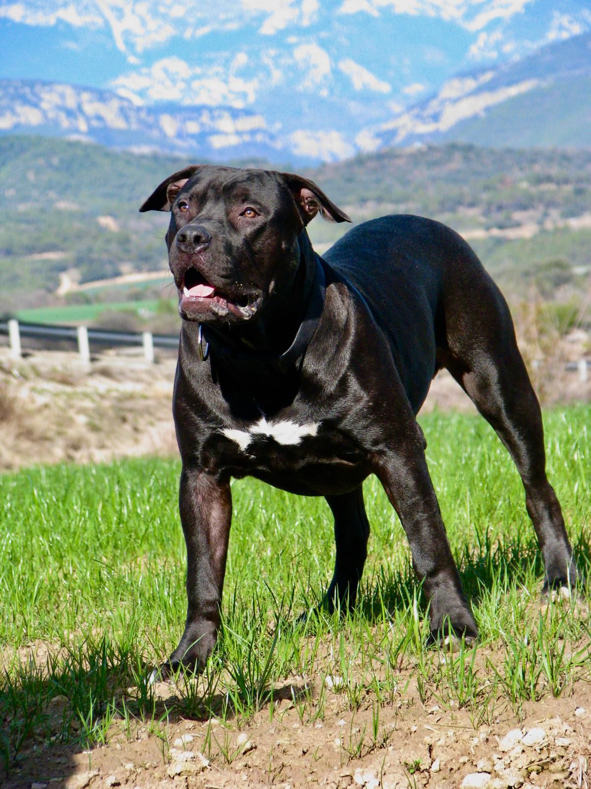 Dog Featured Image