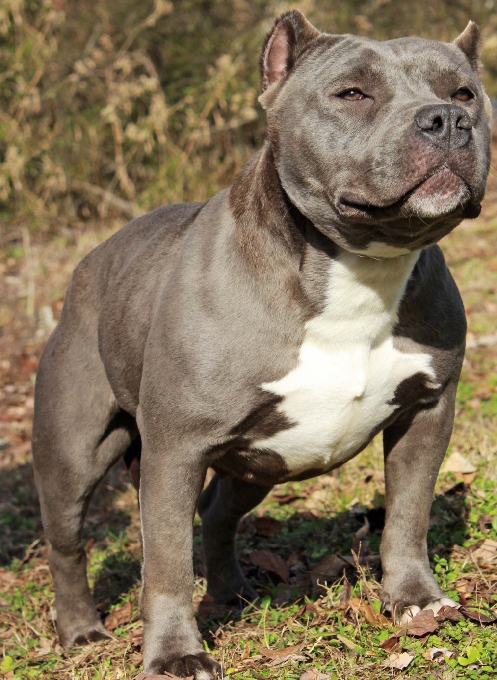 Dog Featured Image