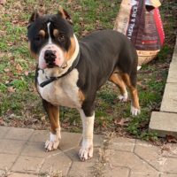 Dog Featured Image