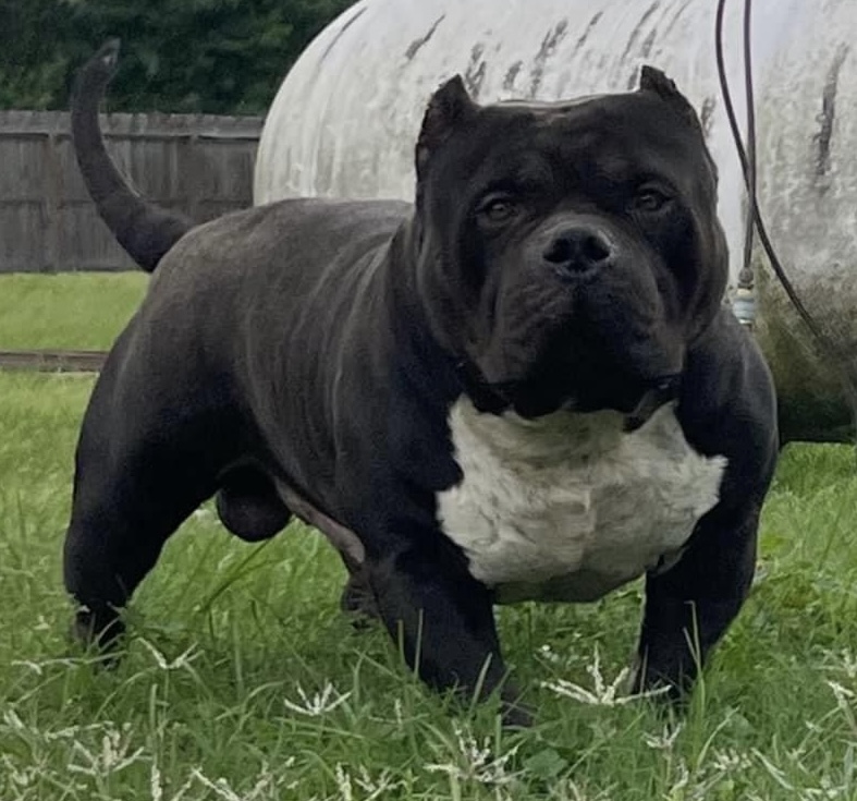 Dog Featured Image