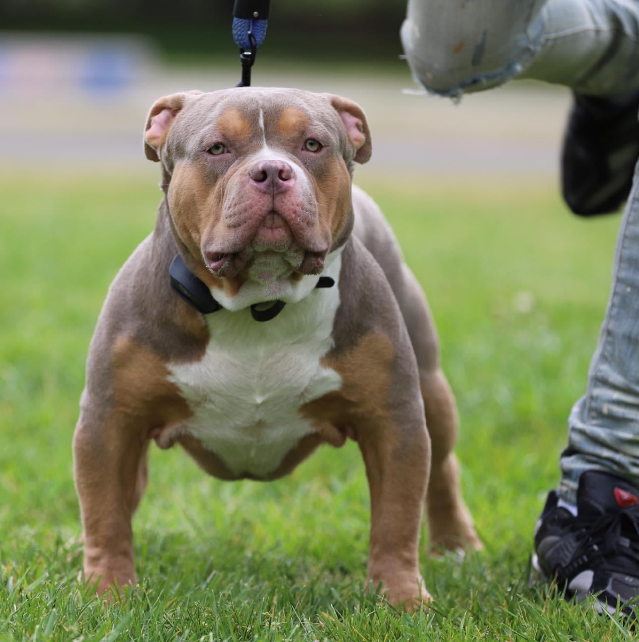 Dog Featured Image