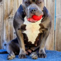 Dog Featured Image