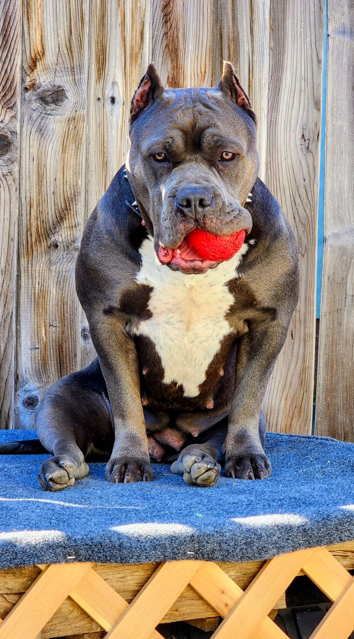 Dog Featured Image