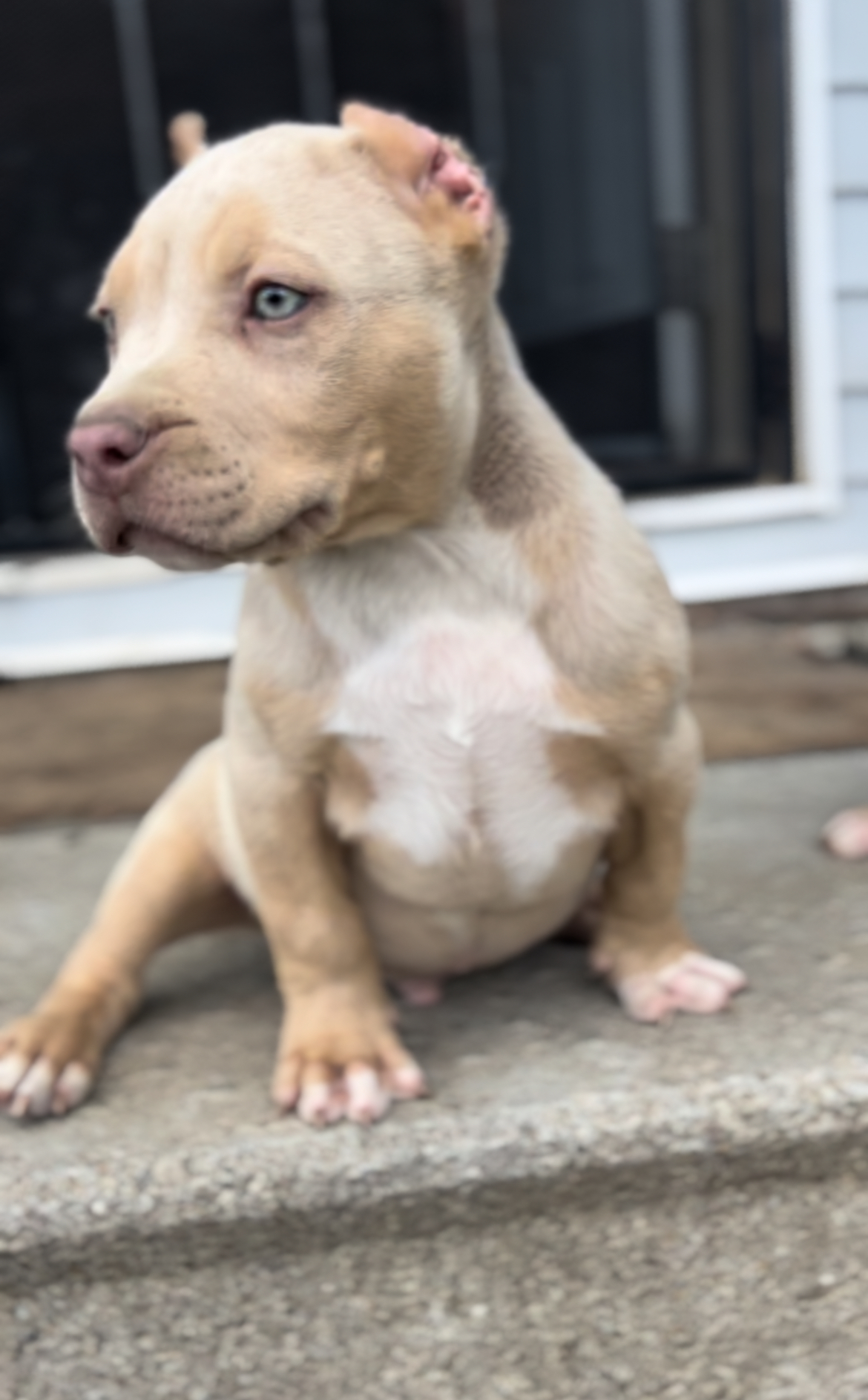 Dog Featured Image