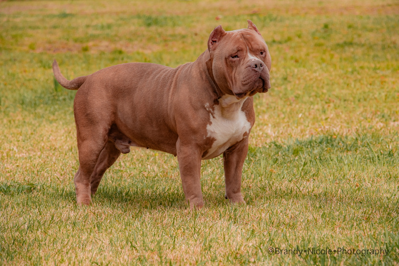 Dog Featured Image