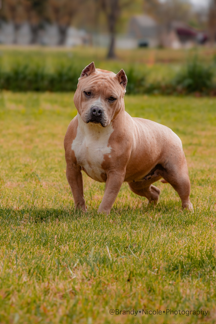 Dog Featured Image