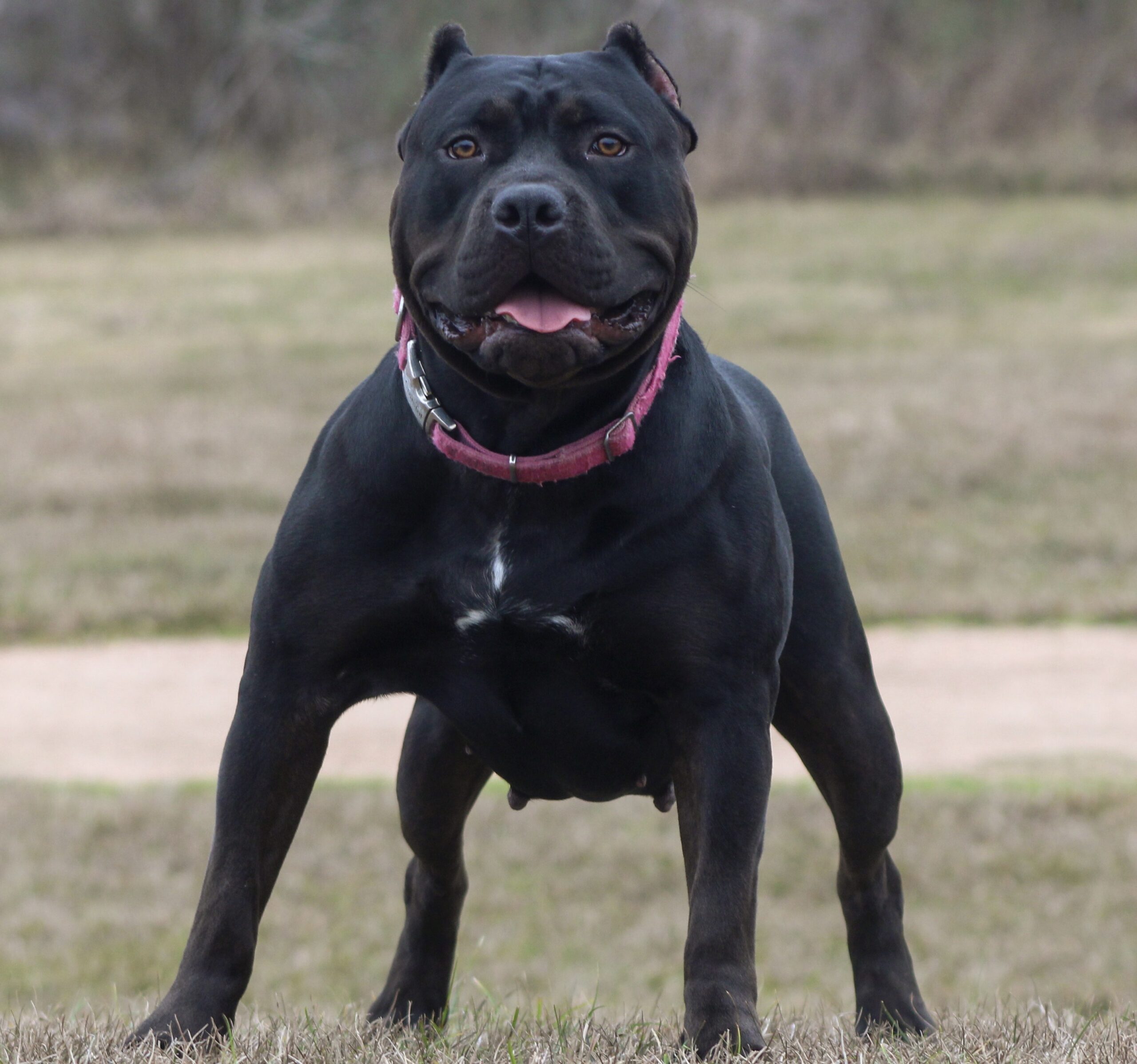 Dog Featured Image