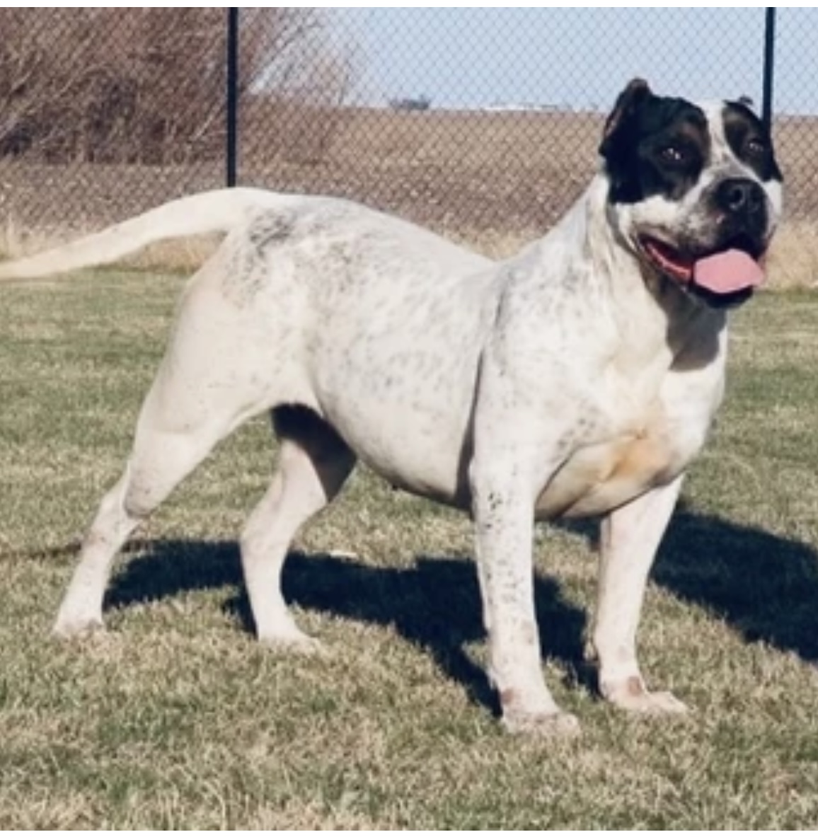 Dog Featured Image