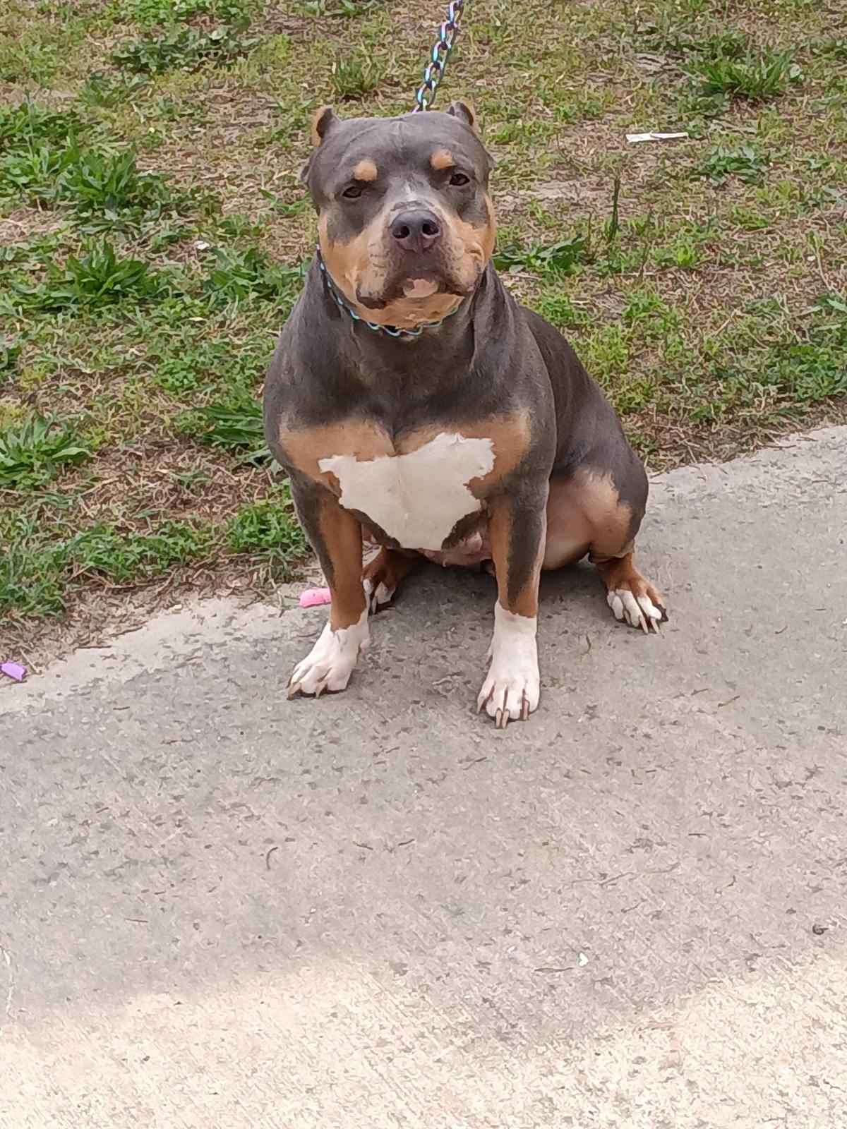 Dog Featured Image