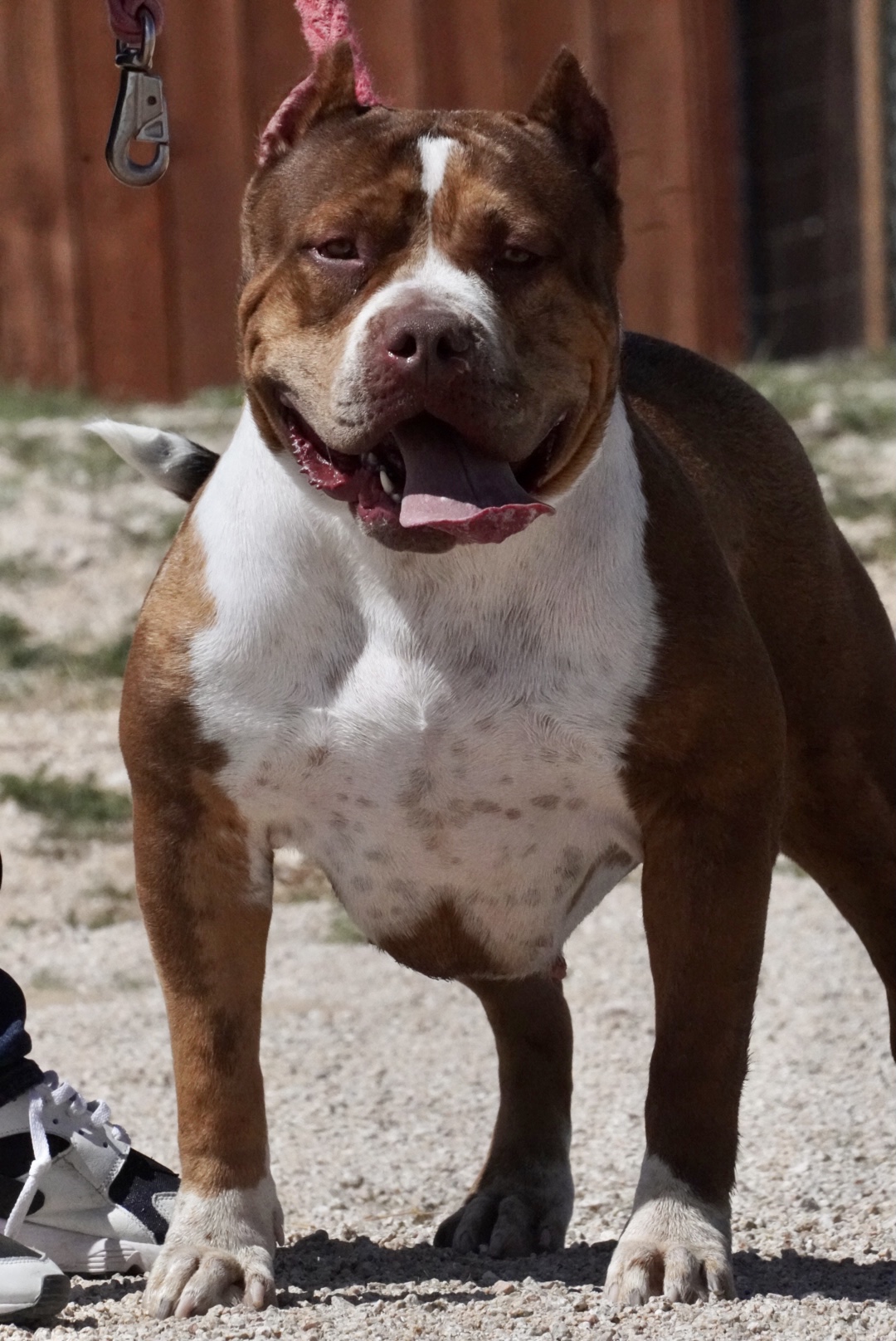 Dog Featured Image
