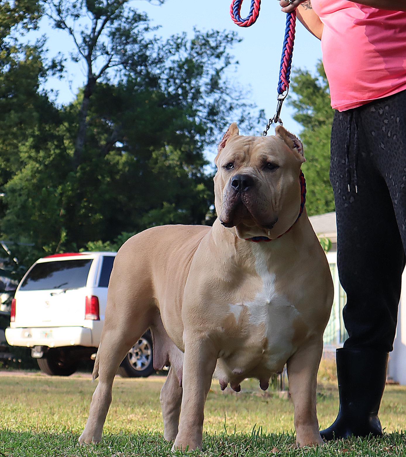 Dog Featured Image