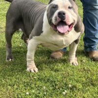 Dog Featured Image
