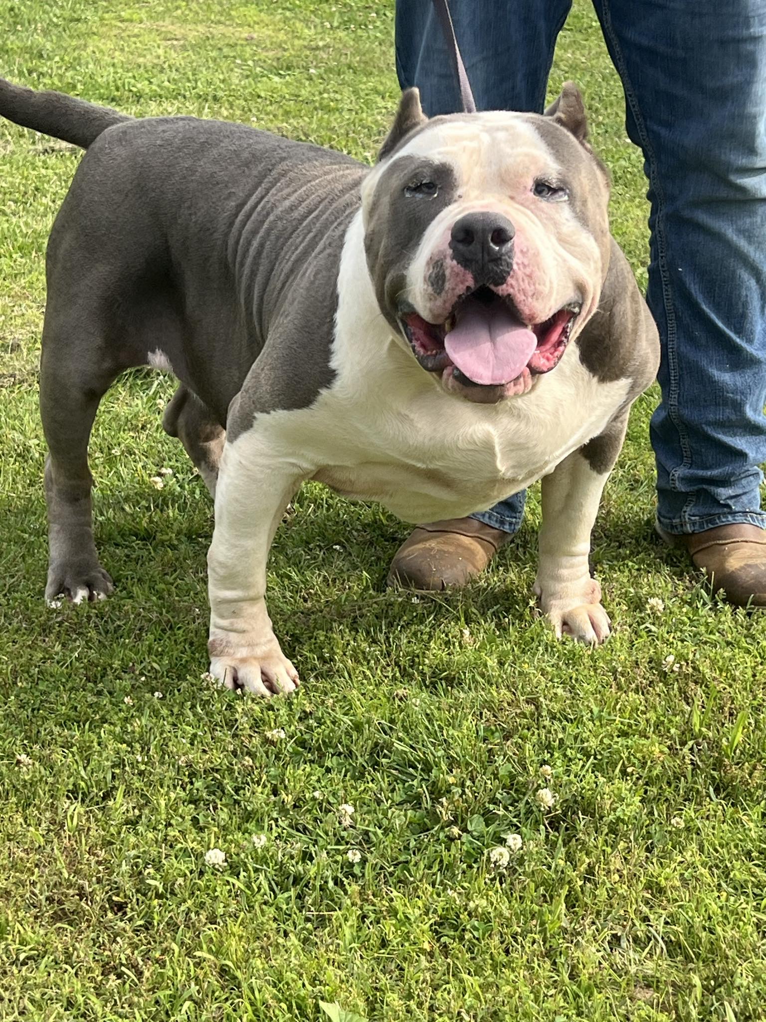 Dog Featured Image