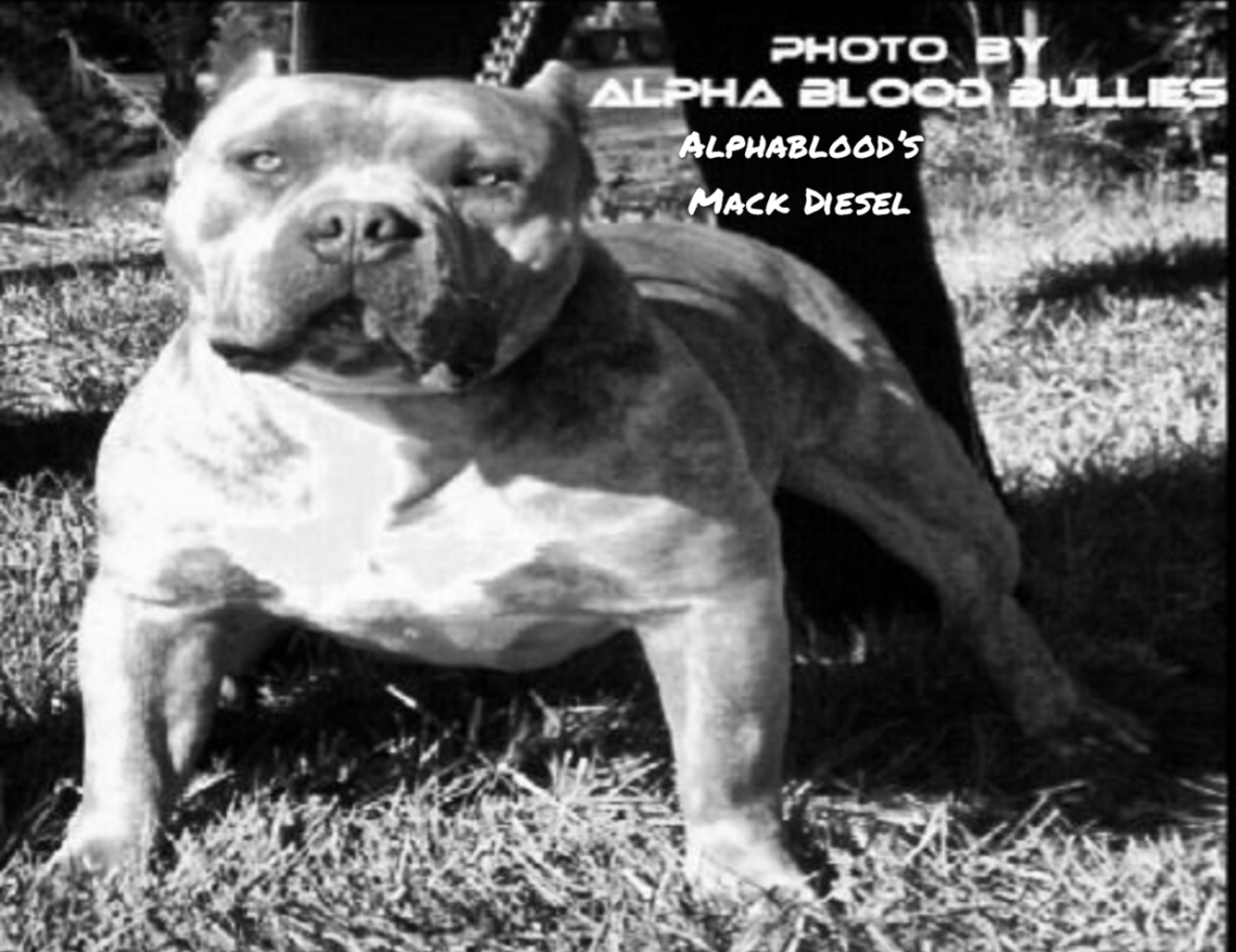 Dog Featured Image