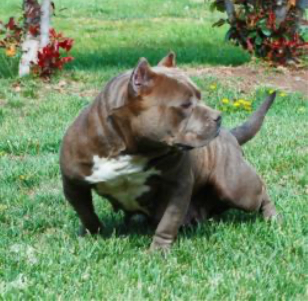 Dog Featured Image