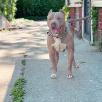 Dog Featured Image
