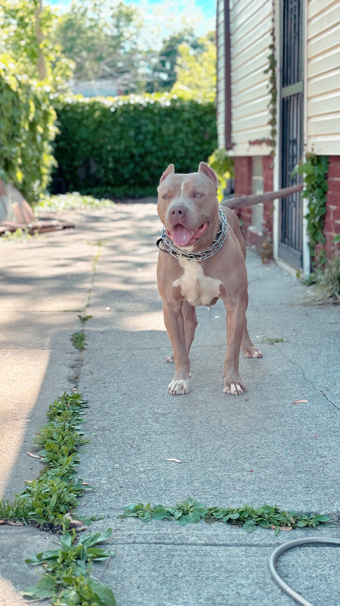 Dog Featured Image