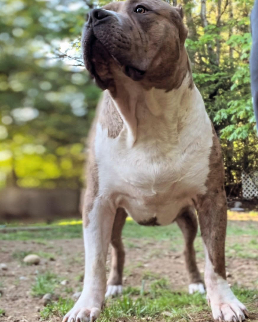 Dog Featured Image