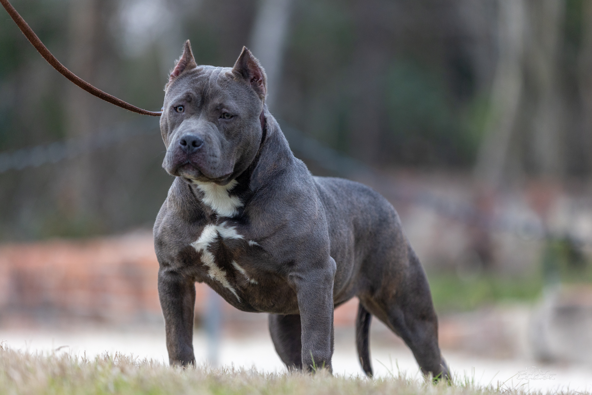 Dog Featured Image