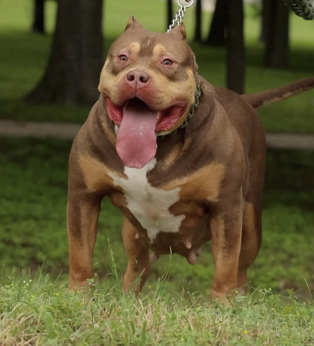 Dog Featured Image
