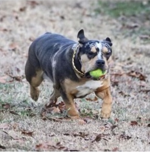 Dog Featured Image