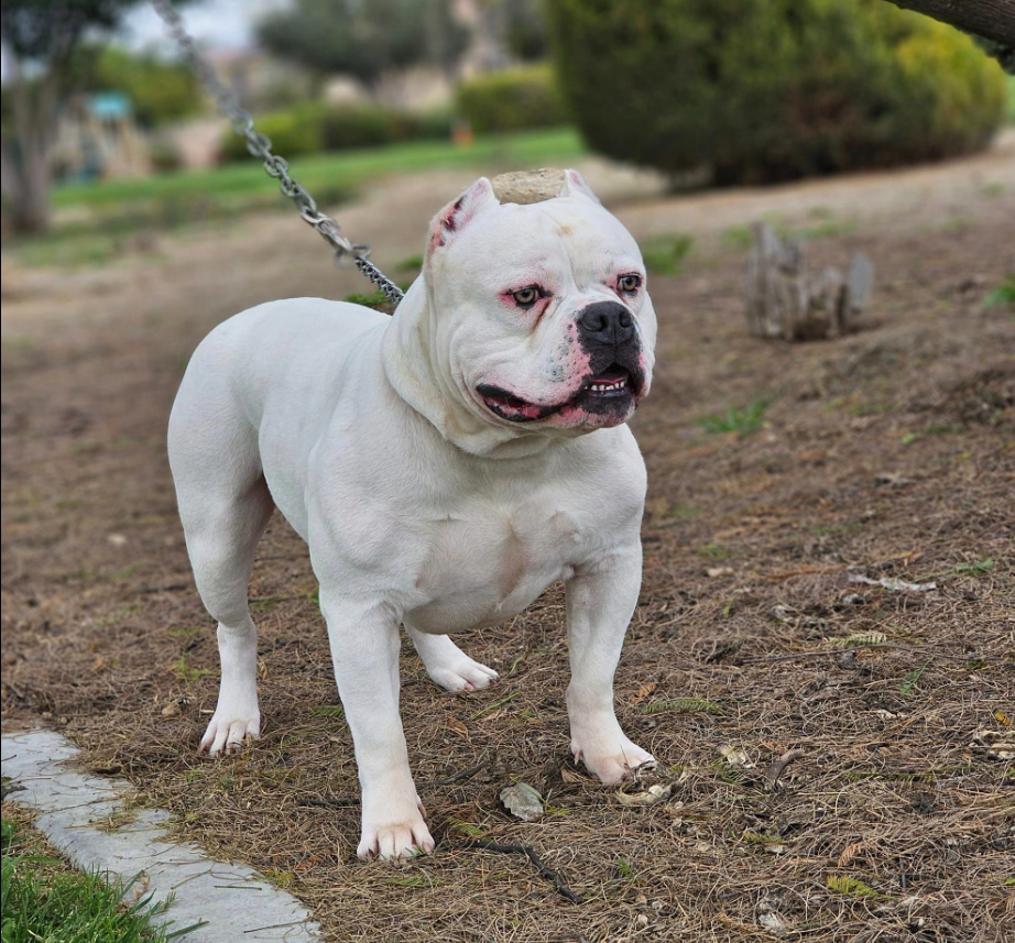 Dog Featured Image