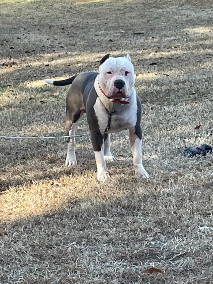 Dog Featured Image