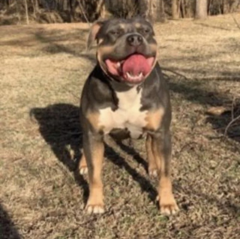 Dog Featured Image