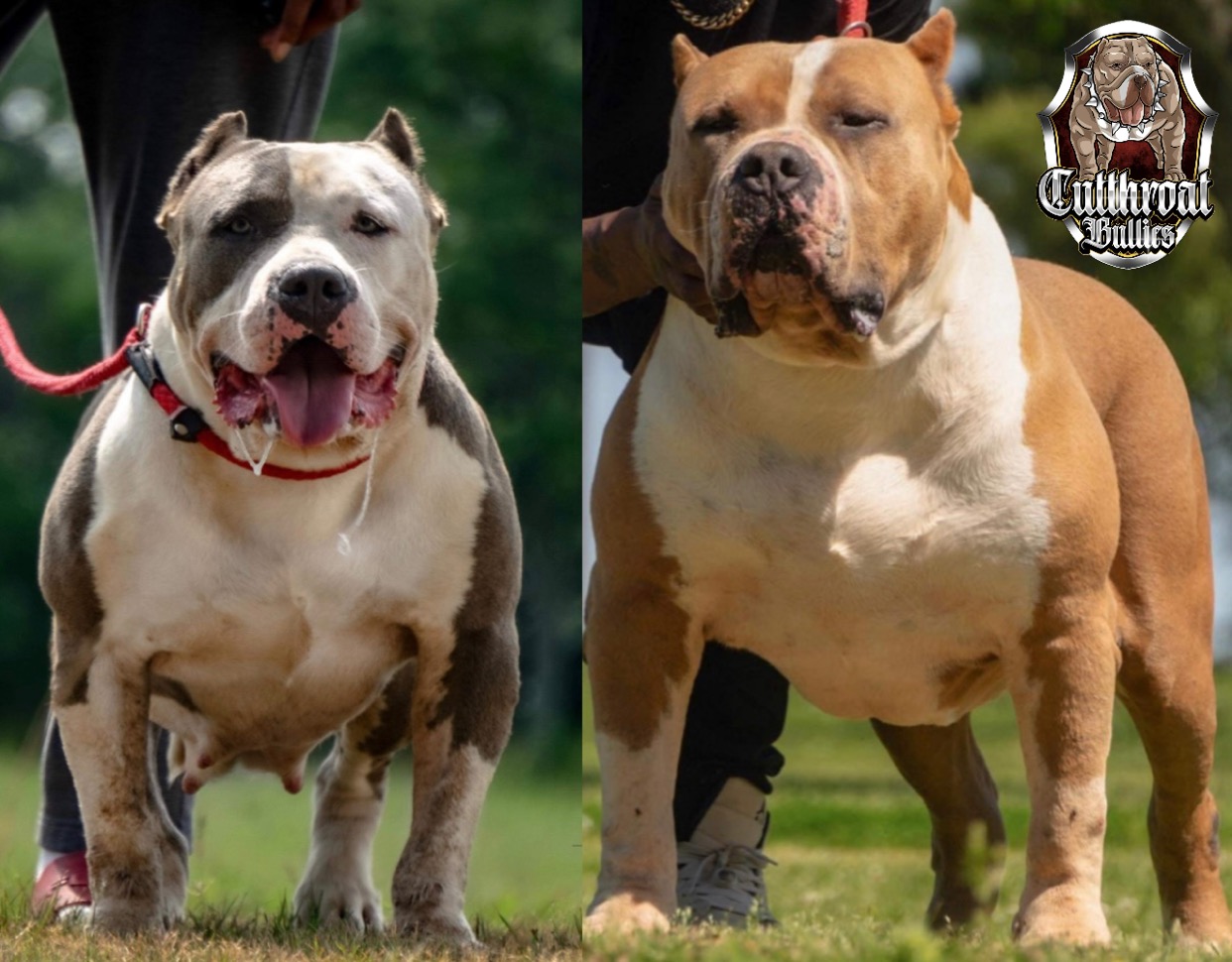 Dog Featured Image