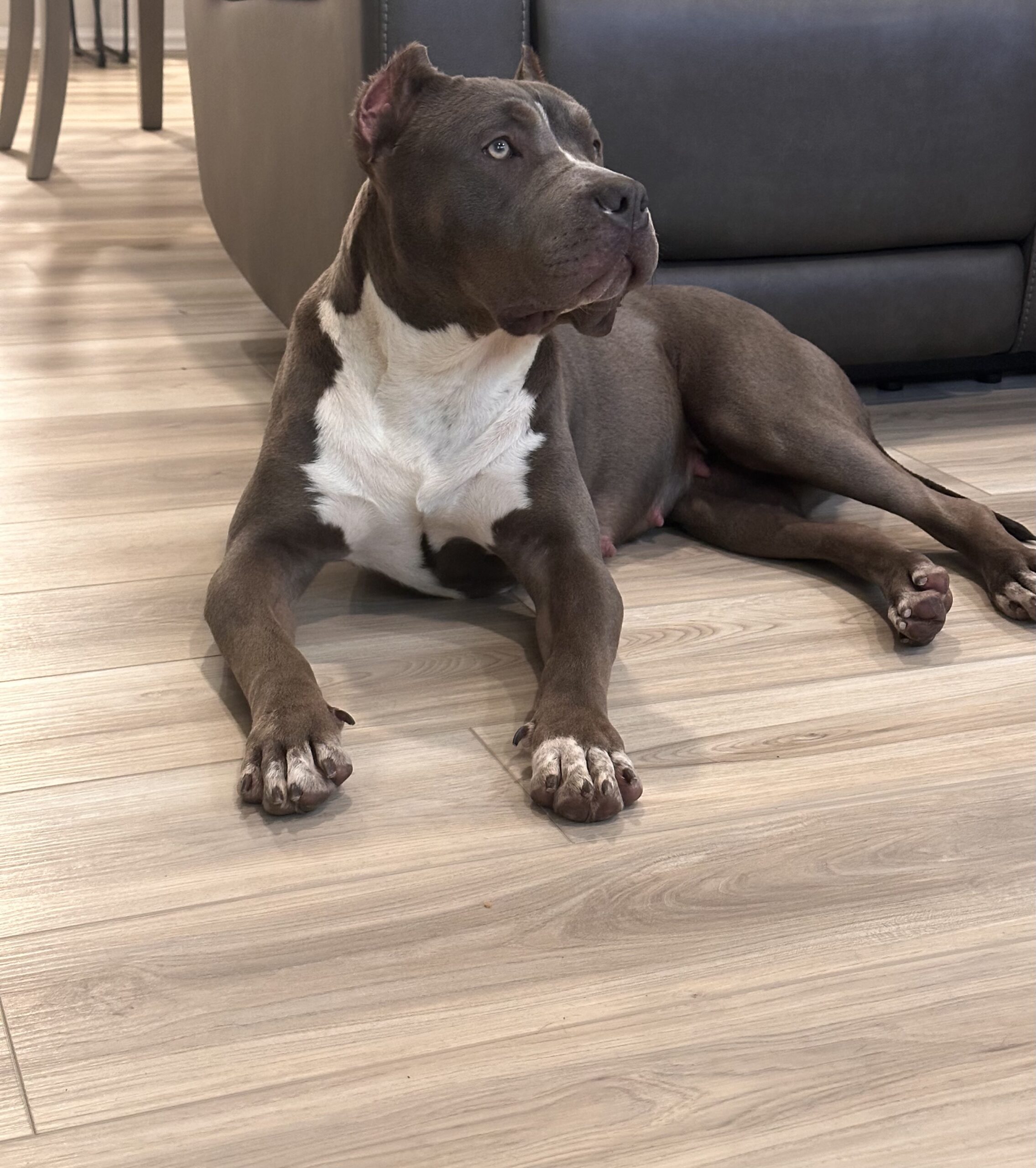 Dog Featured Image