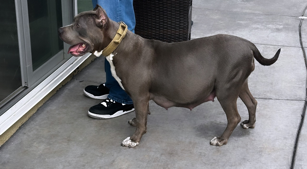 Additional Dog Image