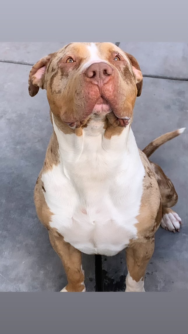 Additional Dog Image