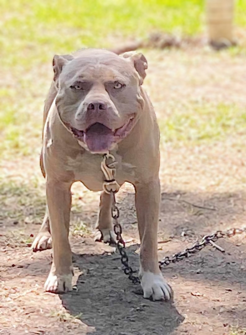 Dog Featured Image